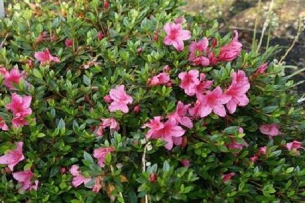 Gaoyue Rhododendron