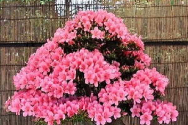 Rhododendron kawakamii