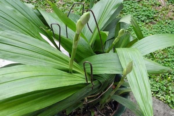 Phaius dahuricus