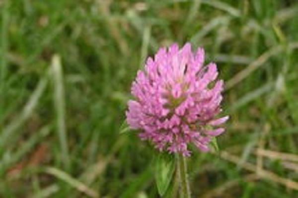 Trifolium pratense