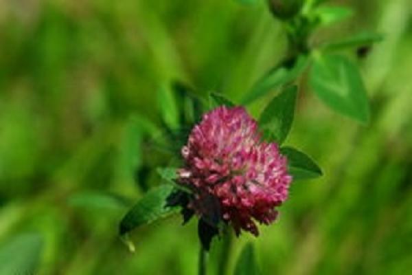 Trifolium pratense