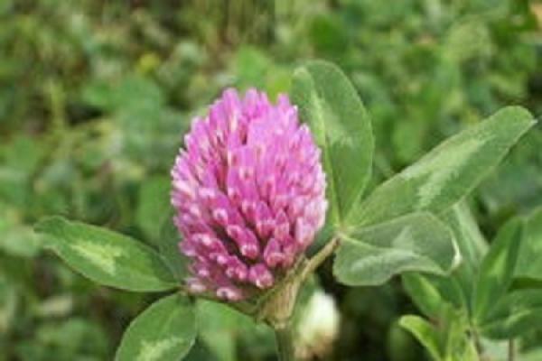 Trifolium pratense