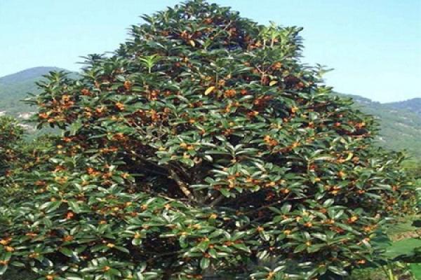 Holly with red fruit Holly with red fruit