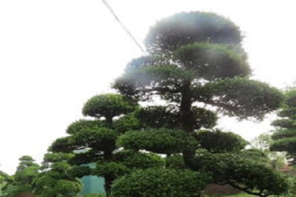 Holly with red fruit Holly with red fruit