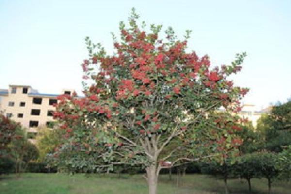 Ilex purpurea Ilex purpurea