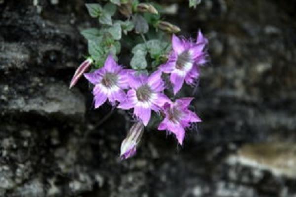 Gentiana scabra