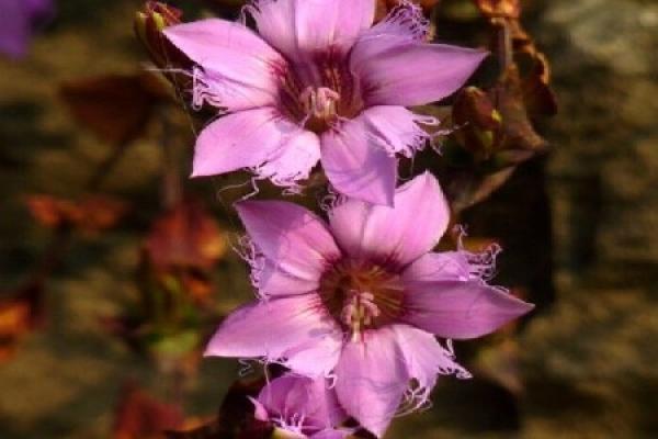 Safflower Gentian