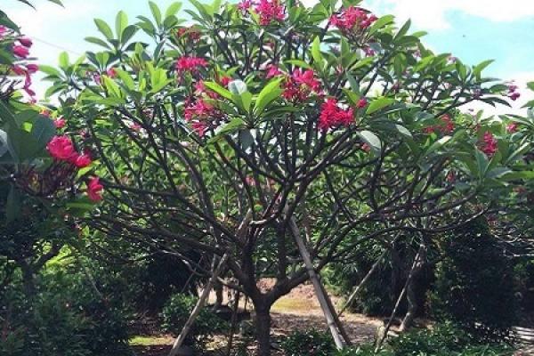 red egg flower