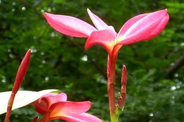 Frangipani rubra