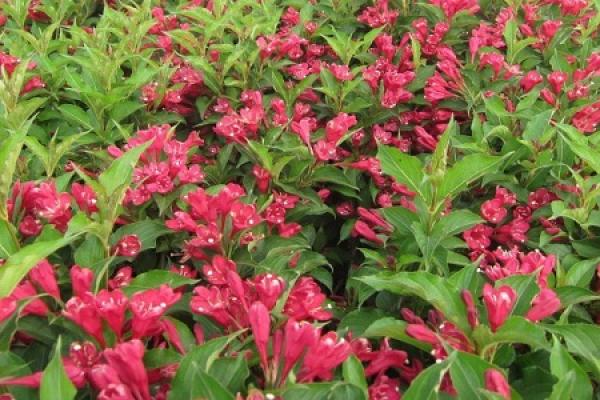 Weigela of the Red Prince