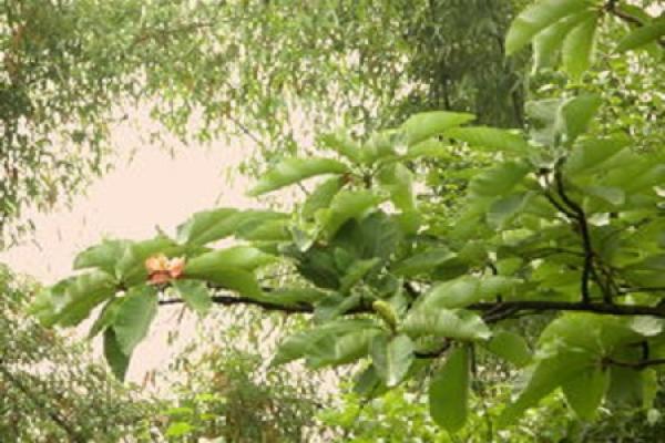 Magnolia officinalis