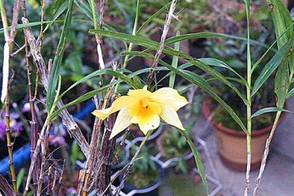 Chinese stone Dendrobium