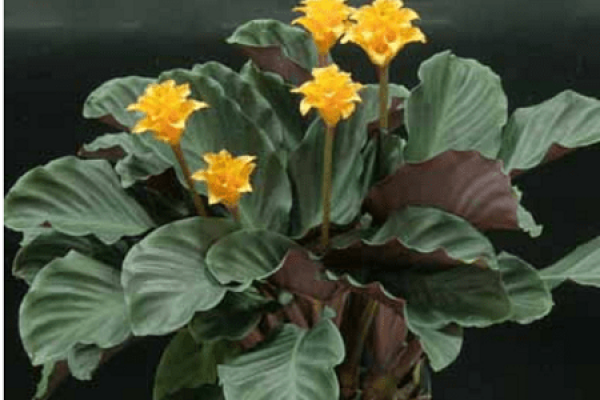 taro with yellow buds