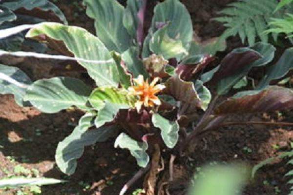 Arrowroot with yellow bract