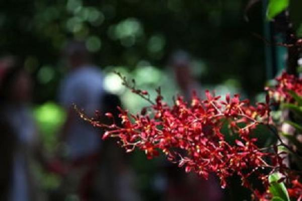 Flame orchid