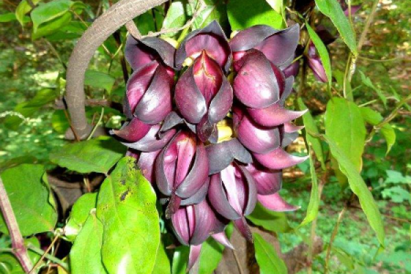 Mucuna sempervirens