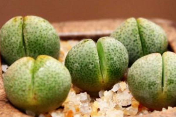 emperor jade