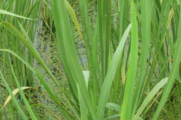 Cane shoots