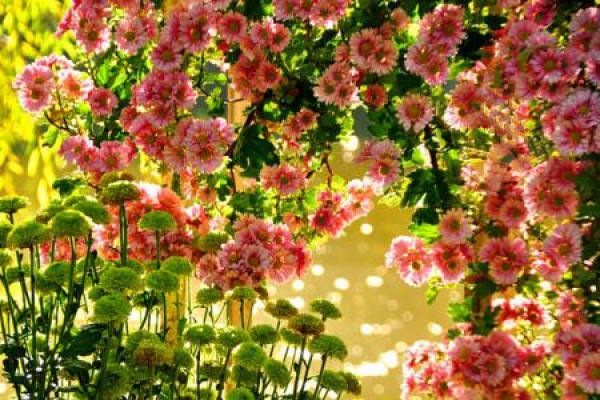 Cliff chrysanthemum
