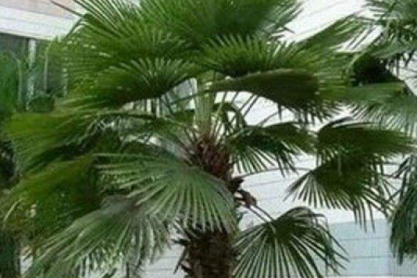 Palm