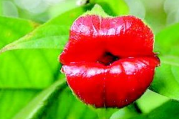 Lip Flower