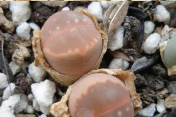 stone flower