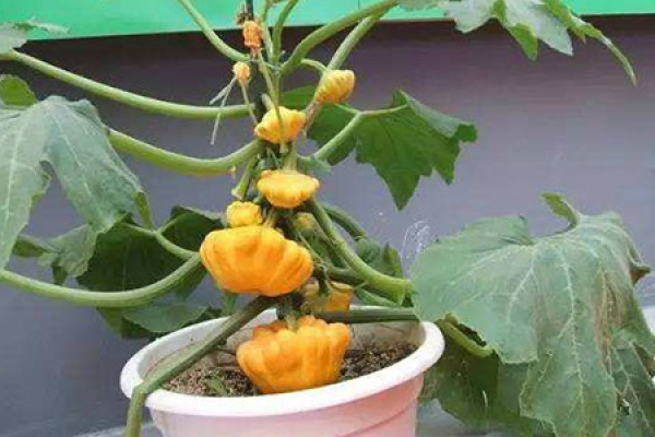 watch pumpkin