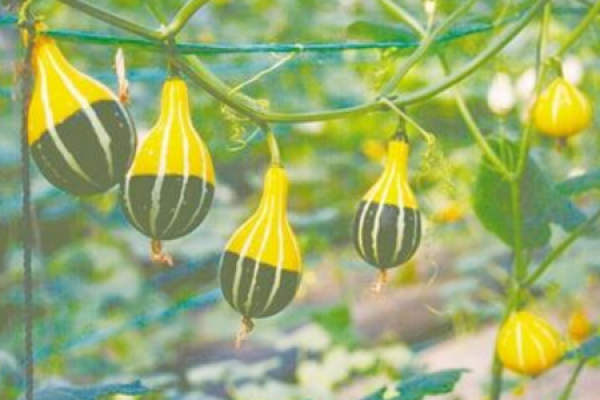 Ornamental pumpkin