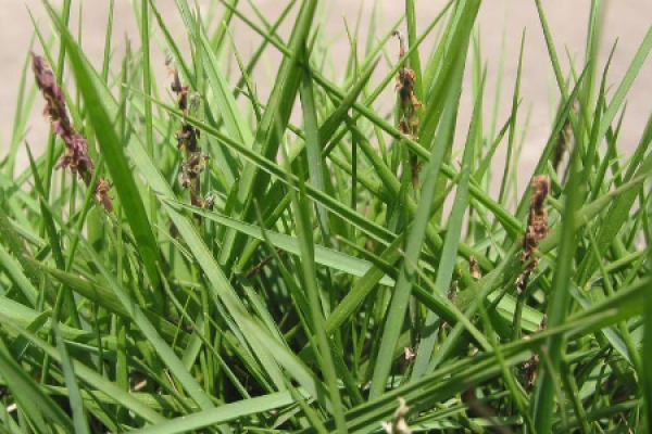 soil