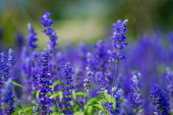 sage with blue flower