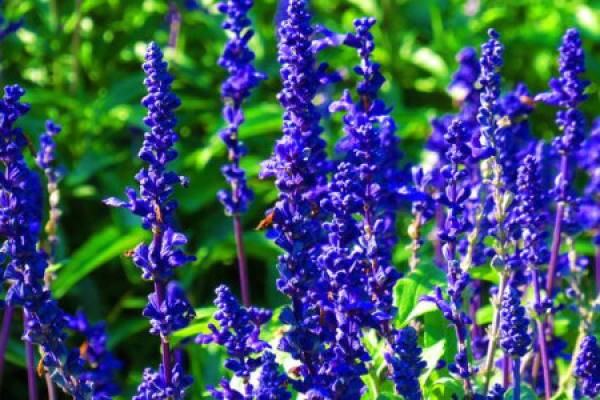 sage with blue flower