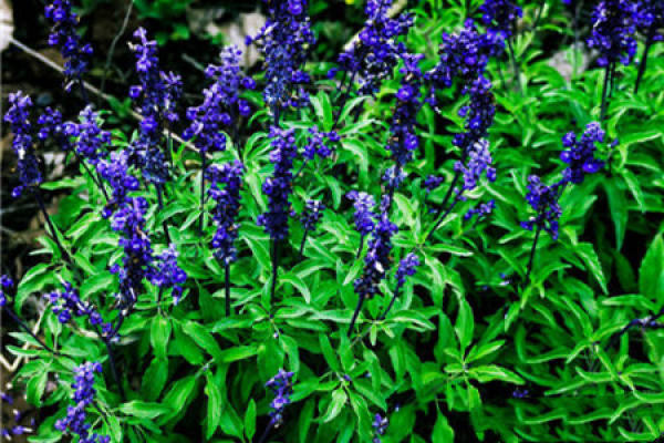Salvia coerulea