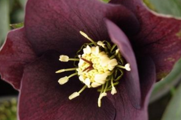 Christmas rose