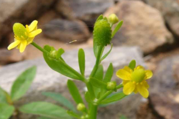 Ranunculus sceleratus