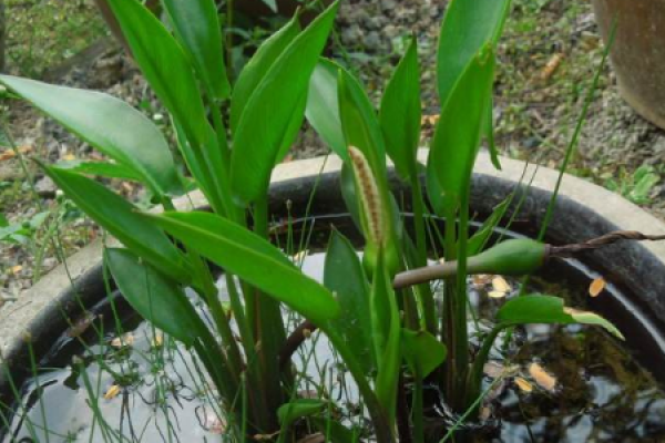 Pinellia ternata Pinellia ternata
