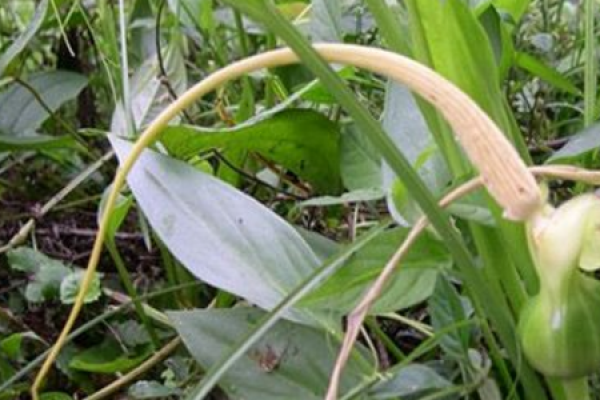 Pinellia ternata Pinellia ternata