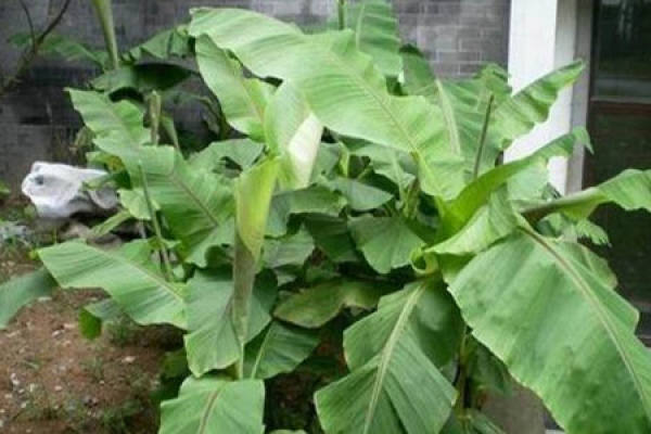 banana