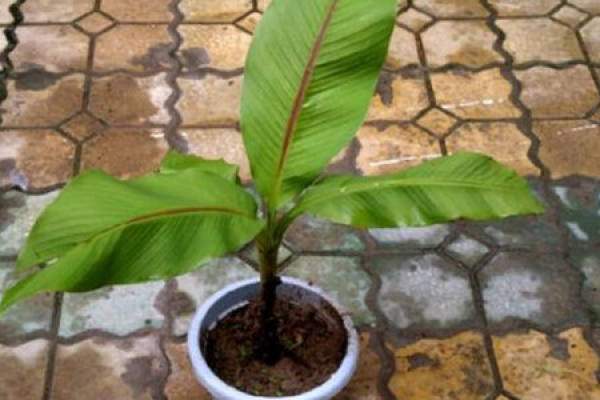 Plantain