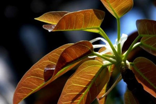 Ficus microcarpa