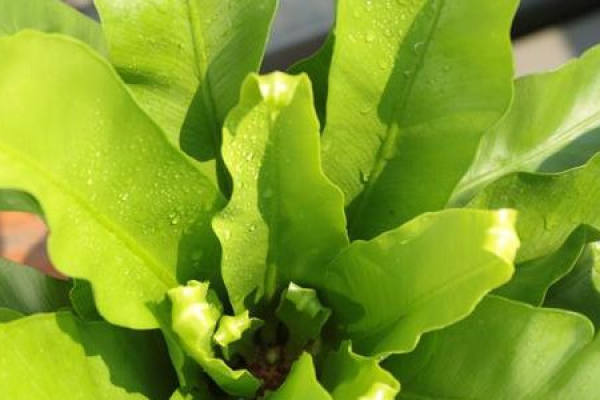 nest nest fern