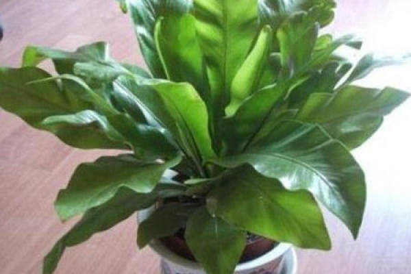 nest nest fern