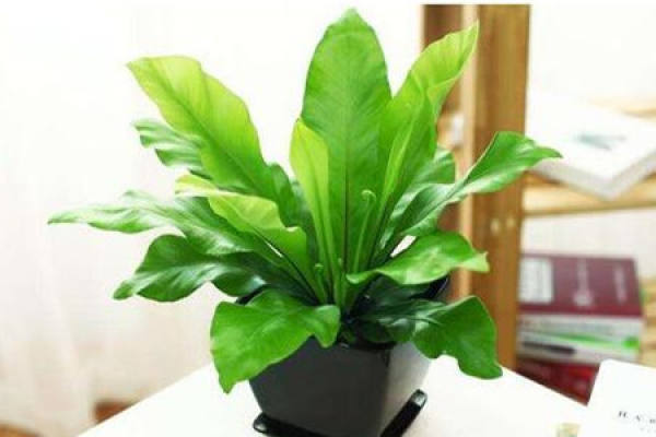 Bird's nest fern