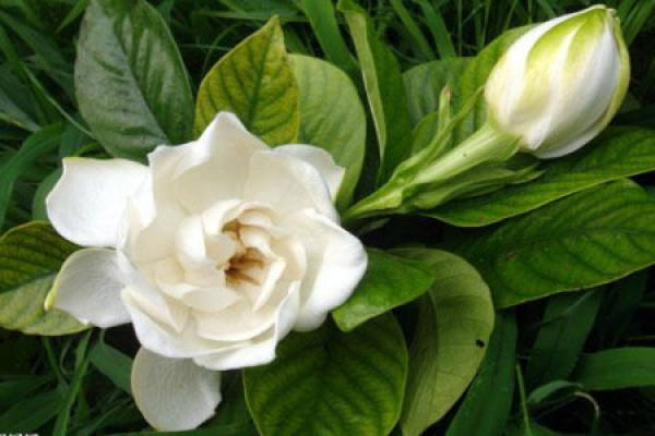 Gardenia