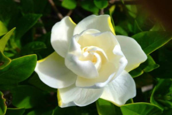 Gardenia