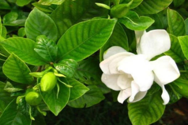 Gardenia