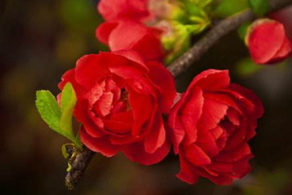 Japanese crabapple