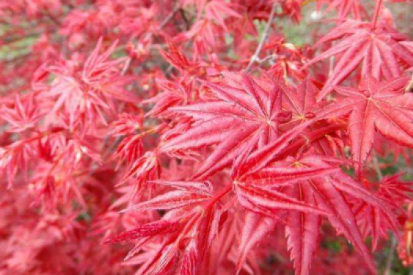 Japanese Red Maple