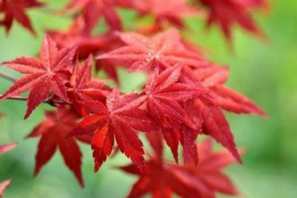 Japanese Red Maple