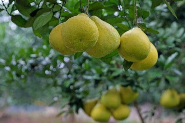 Shatian pomelo