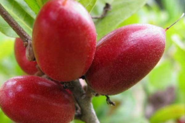 mysterious fruit